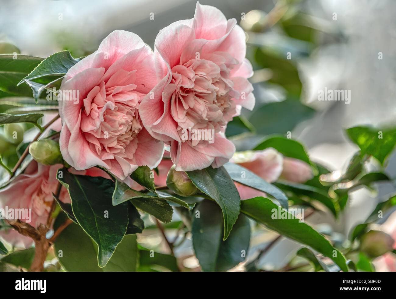 Camellia japonica 'Bernhard Lauterbach'