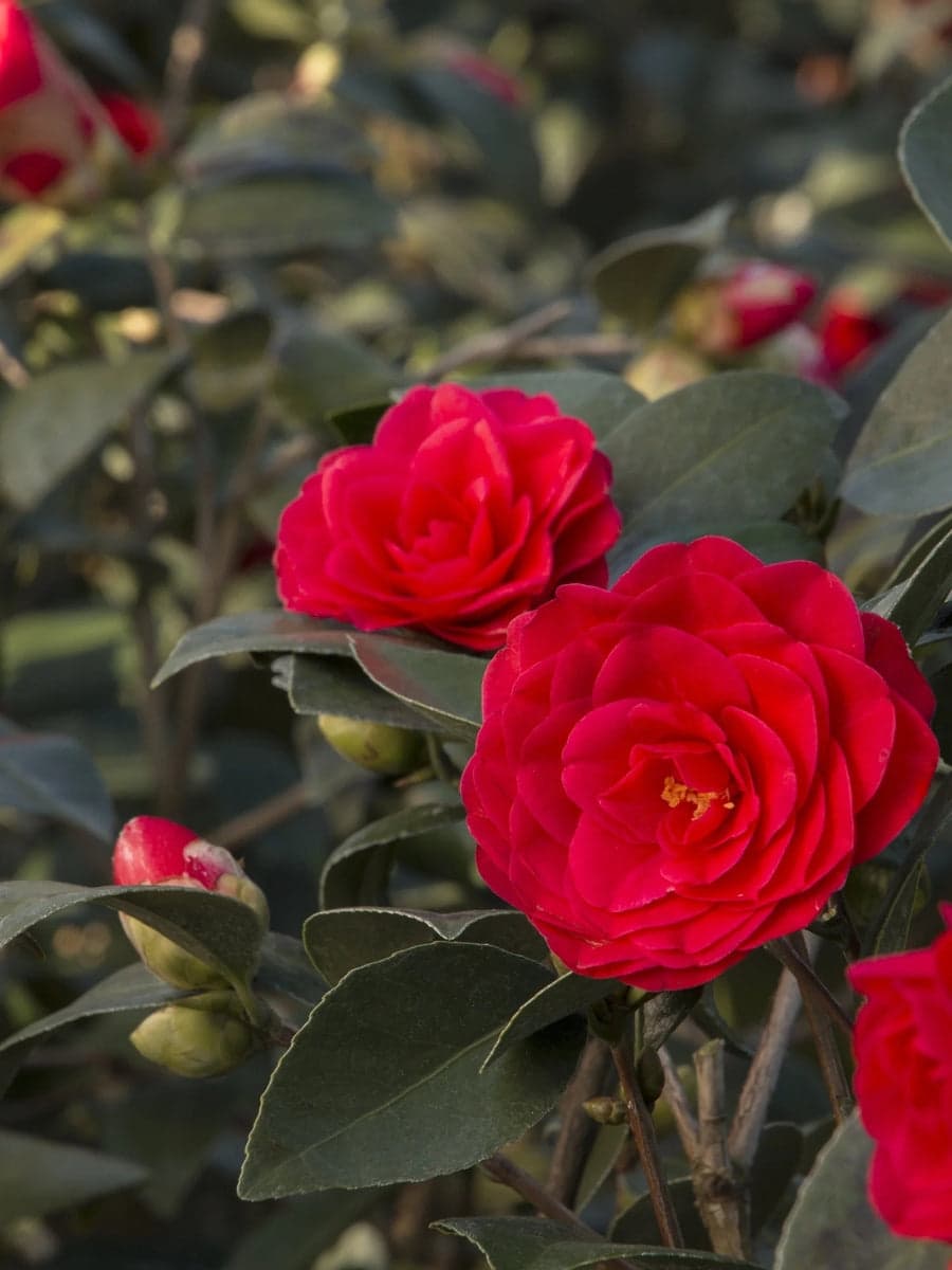 Camellia japonica 'Glen 40 Improved'