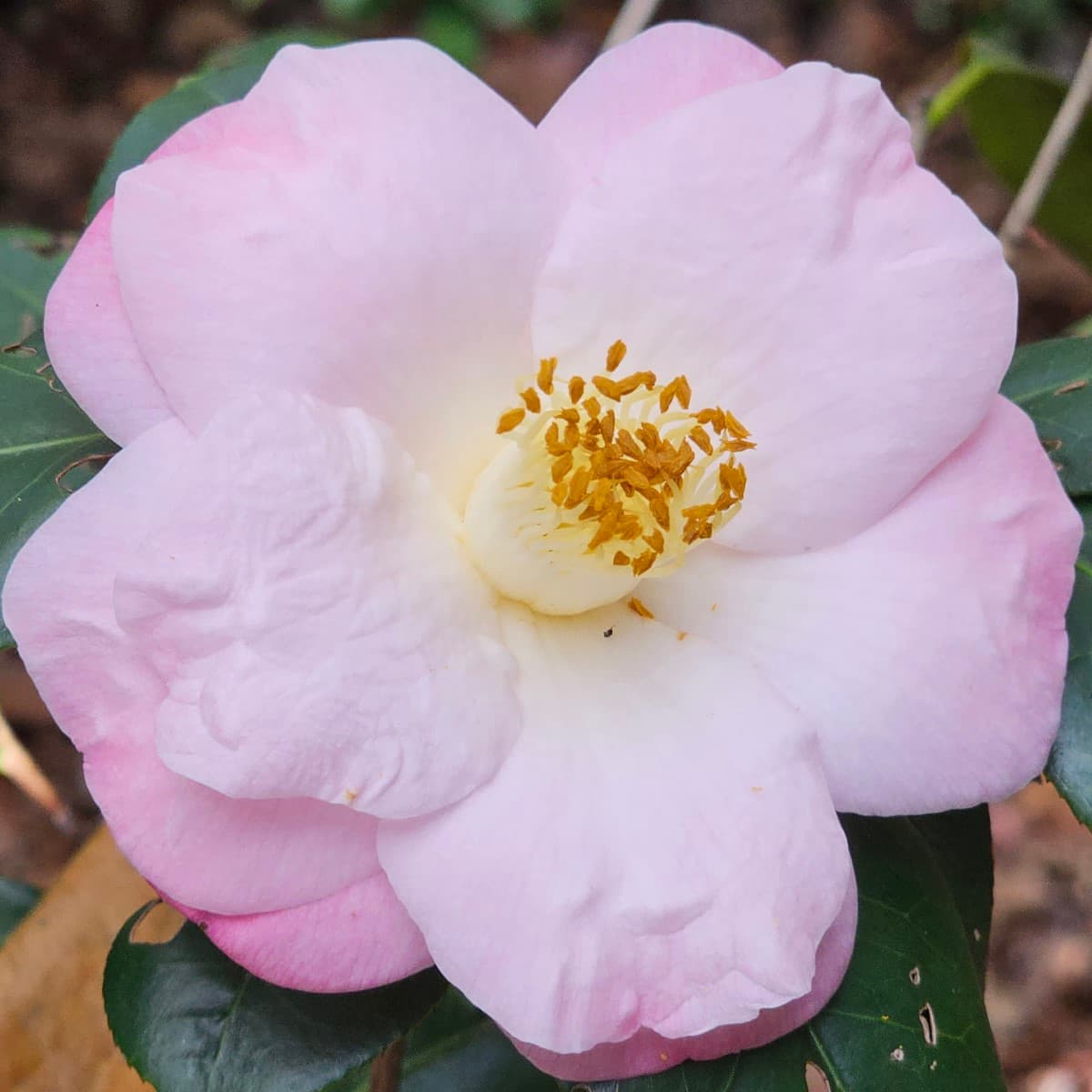 Berenice Boddy Variegated