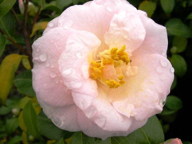 Camellia japonica 'April Blush'