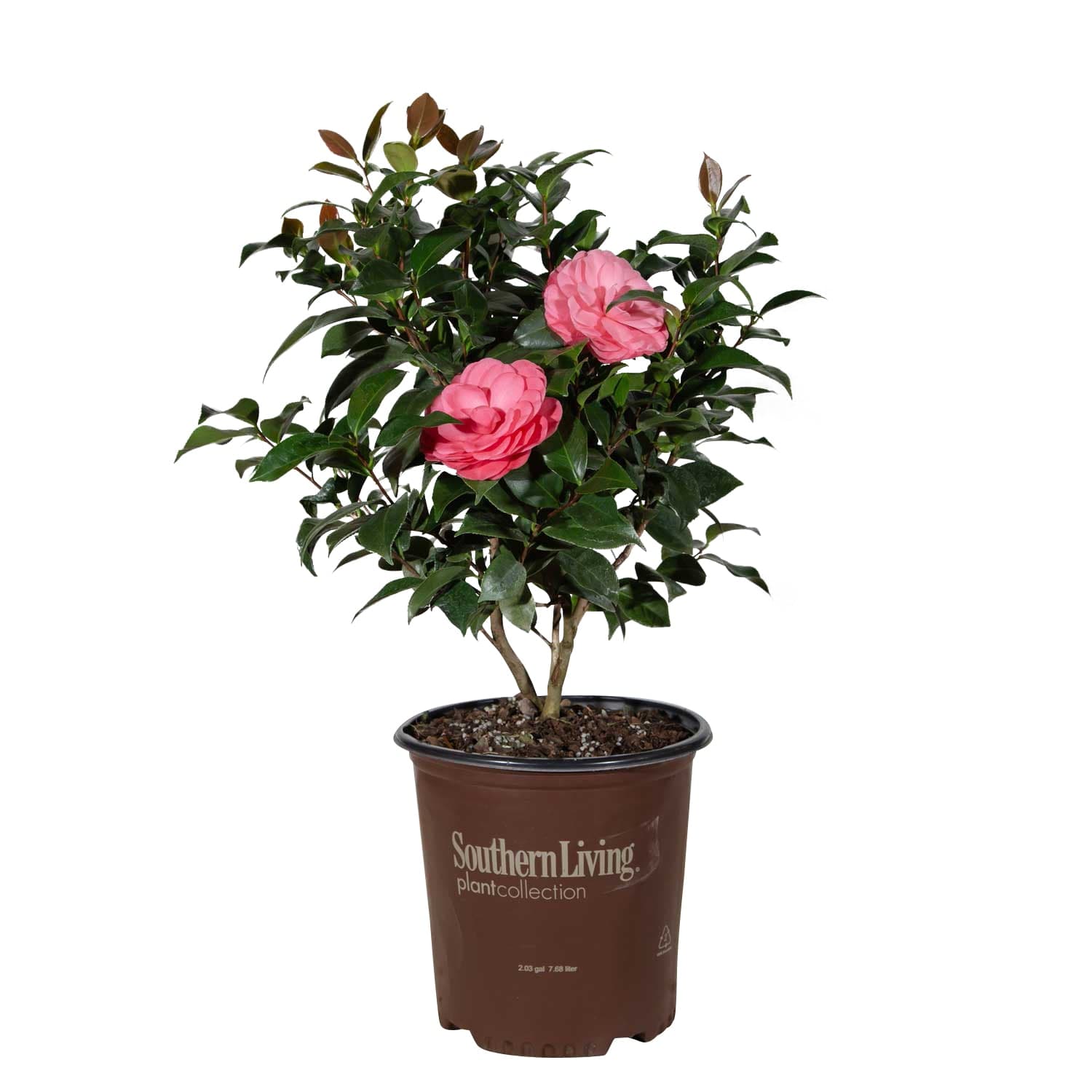Camellia japonica 'Early Emperor'