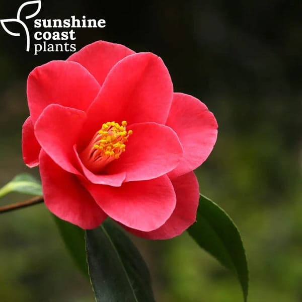 Little Red Riding Hood