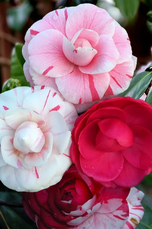 Peppermint Camellia