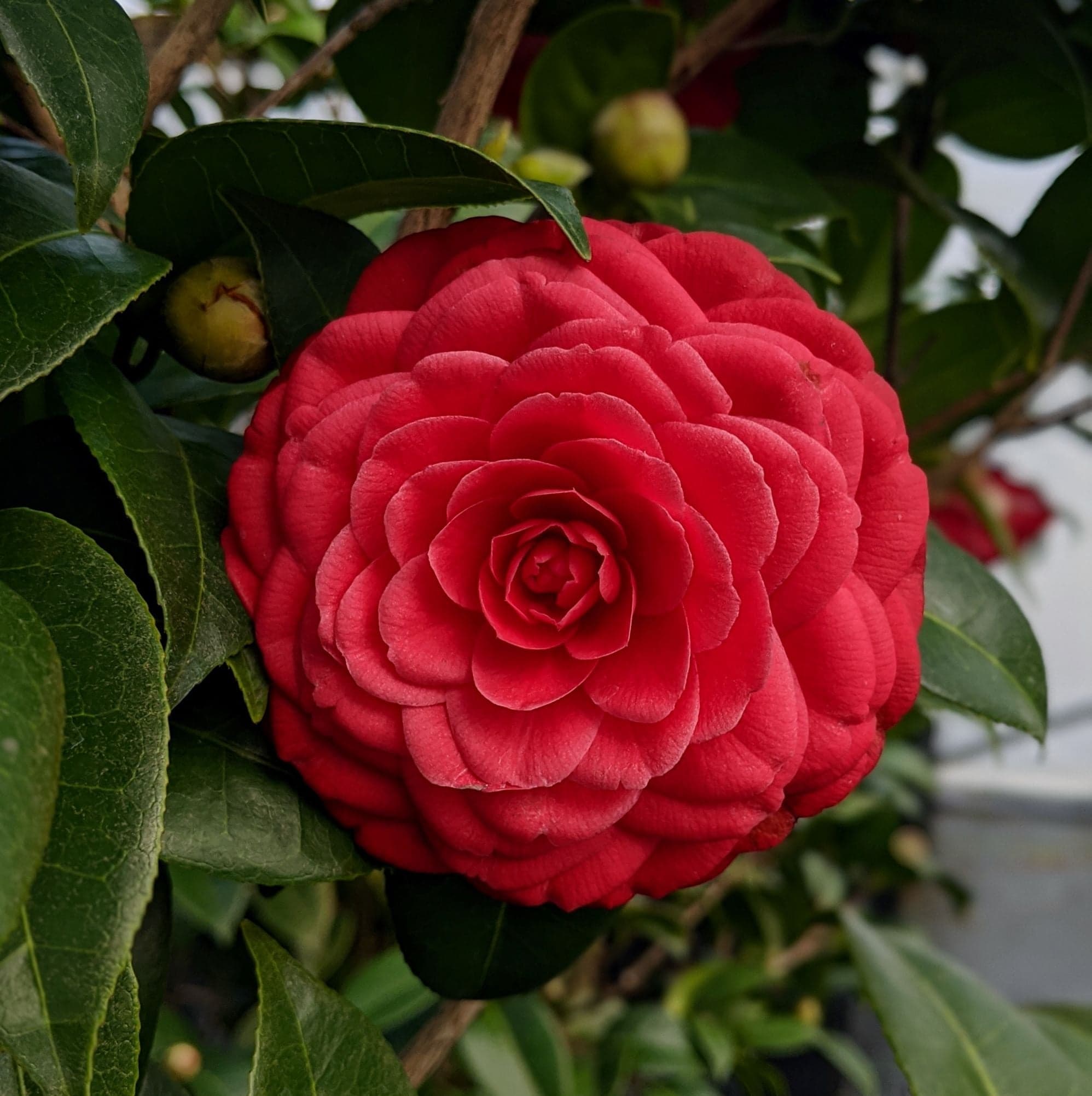 Camellia japonica 'Tuxedo'