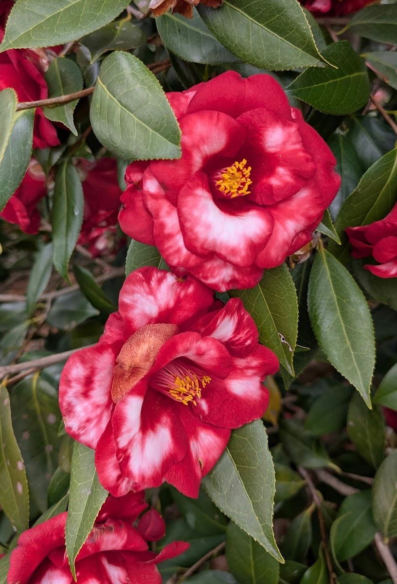 Royal Velvet Variegated