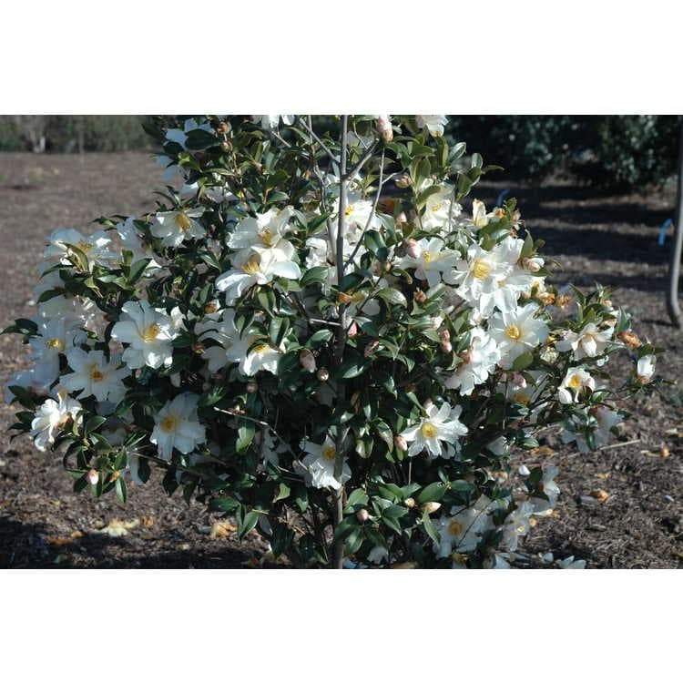 Camellia vernalis 'Ginryu'