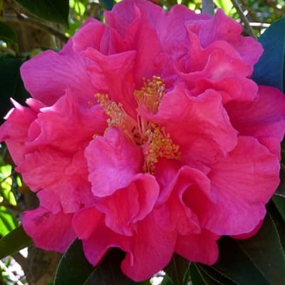 Camellia japonica 'William Hertrich'