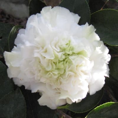 Camellia japonica 'Kona'