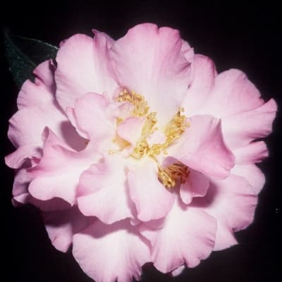 Camellia japonica 'Angel Wings'