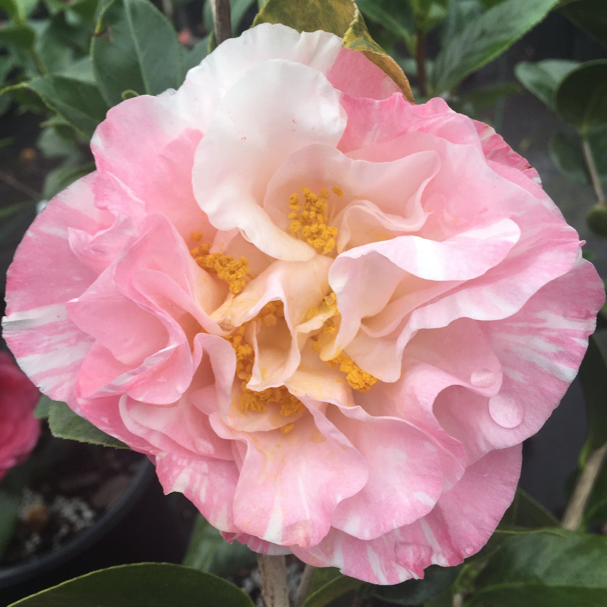 Camellia japonica 'Katherine Tasker'