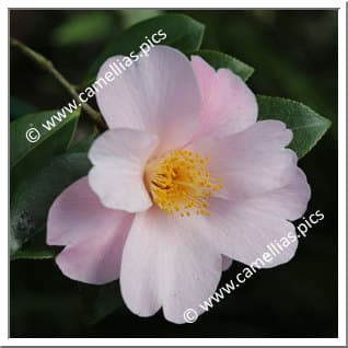 Camellia japonica 'Doris Freeman'
