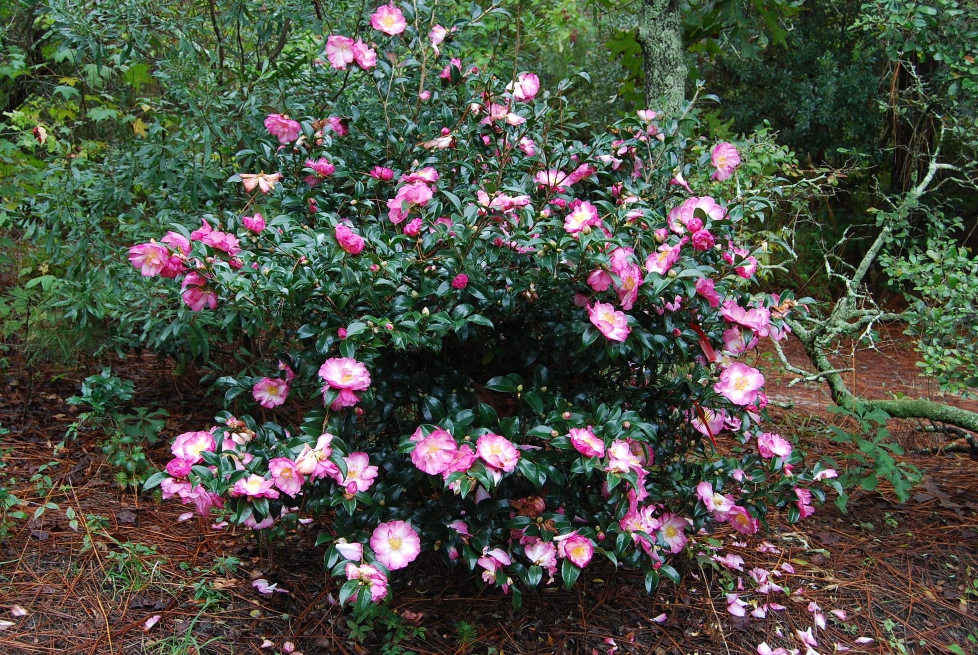 Camellia sasanqua 'Rainbow'