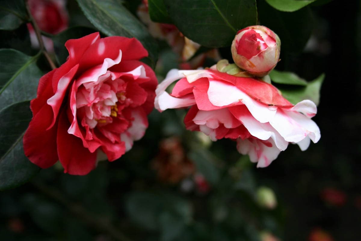 Camellia japonica 'General Coletti'