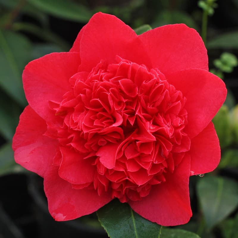 Camellia japonica 'Dolly Dyer'