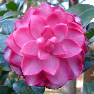 Camellia japonica 'Joe Nuccio'