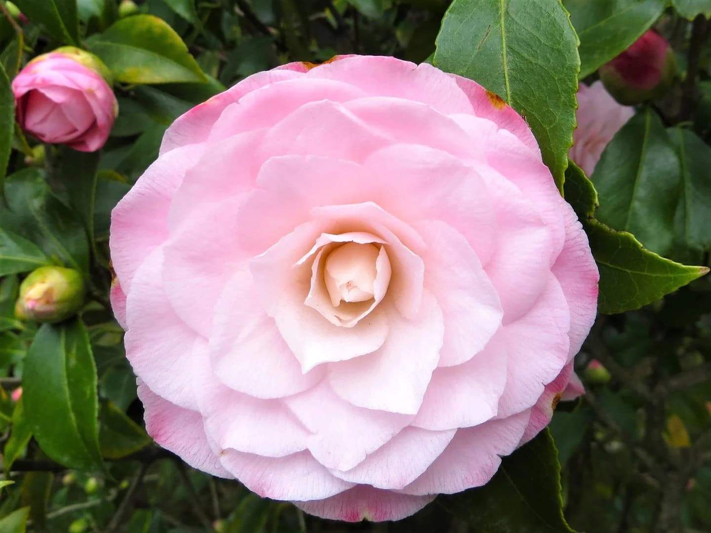 Camellia japonica 'Father Time'