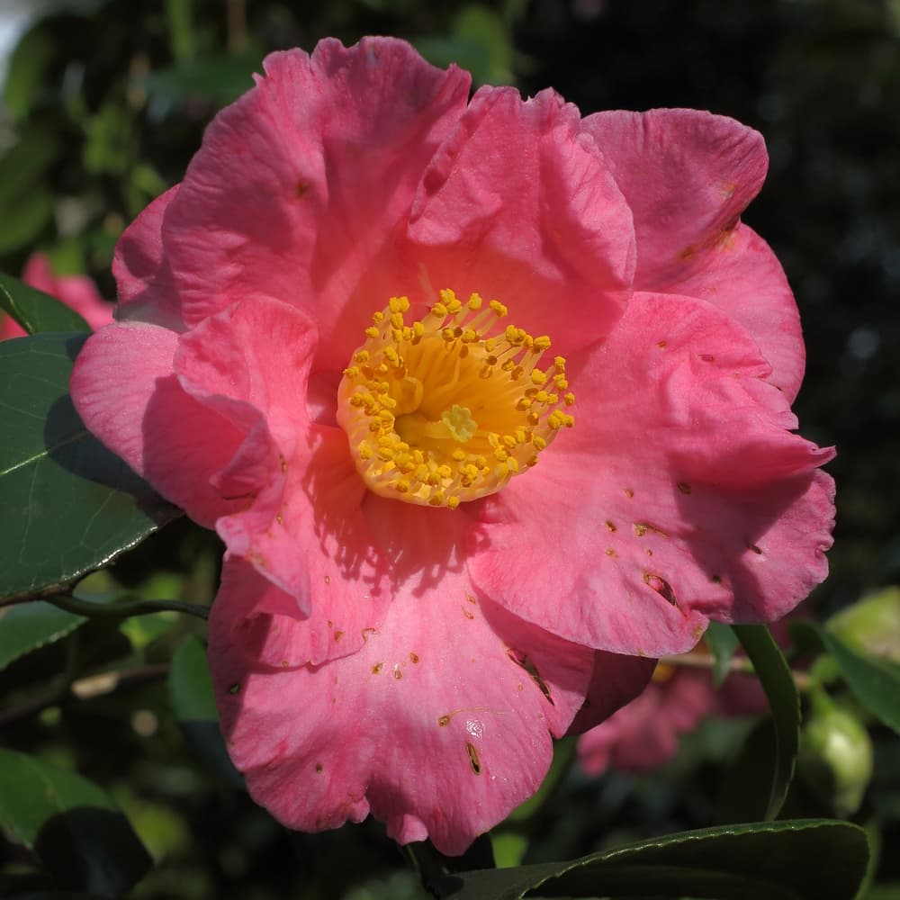 Camellia japonica 'California'