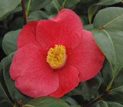 Camellia japonica 'April Melody'
