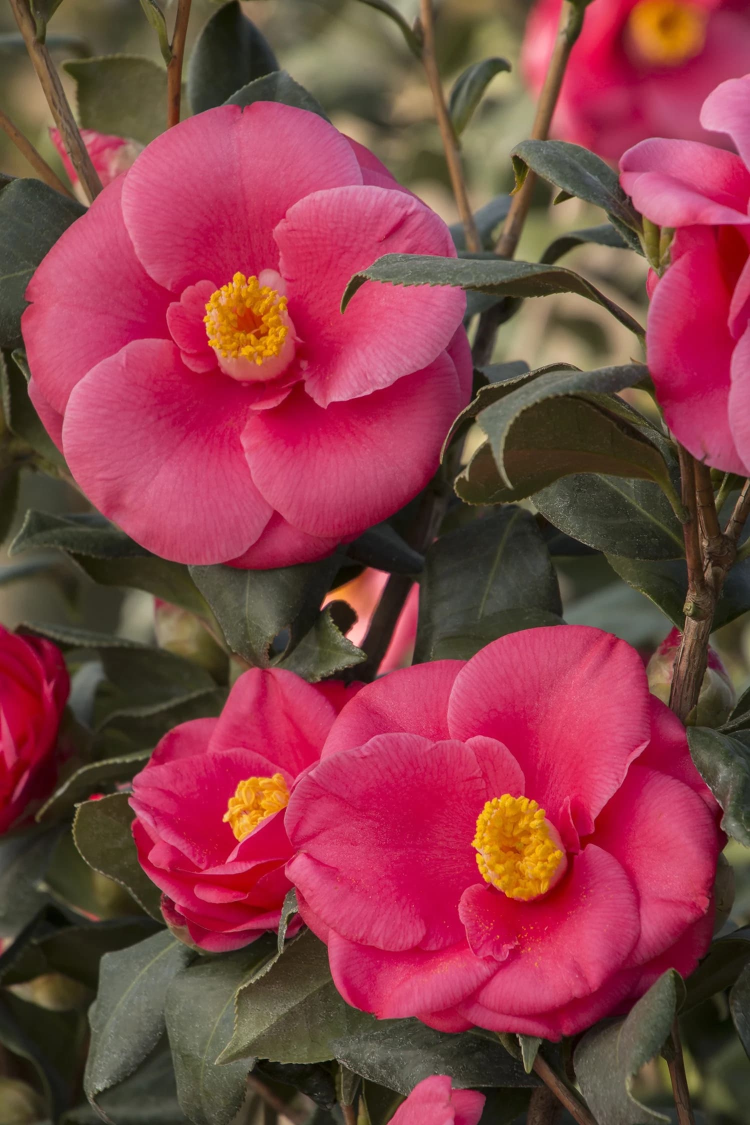 Anacostia Japanese Camellia