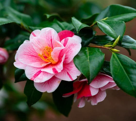 Camellia japonica 'Katherine Tasker Variegated'