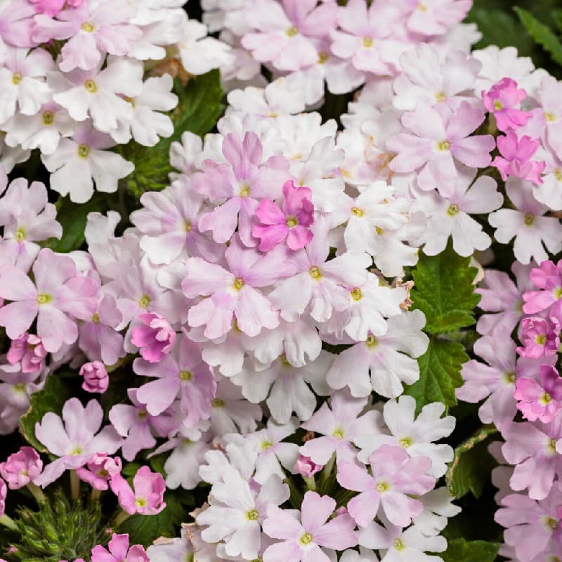 Sweeti Verbena