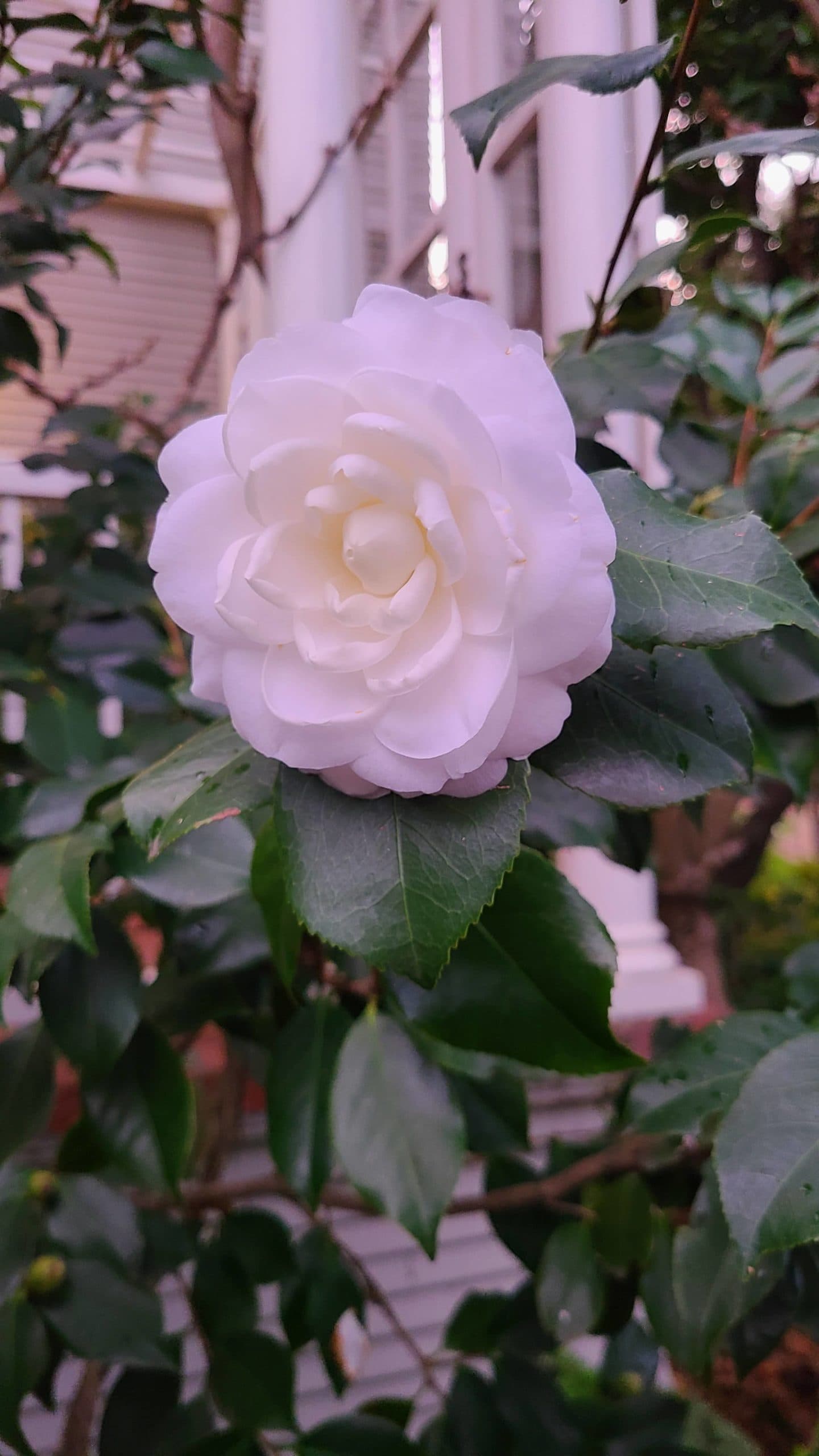 Camellia japonica 'Albatross'