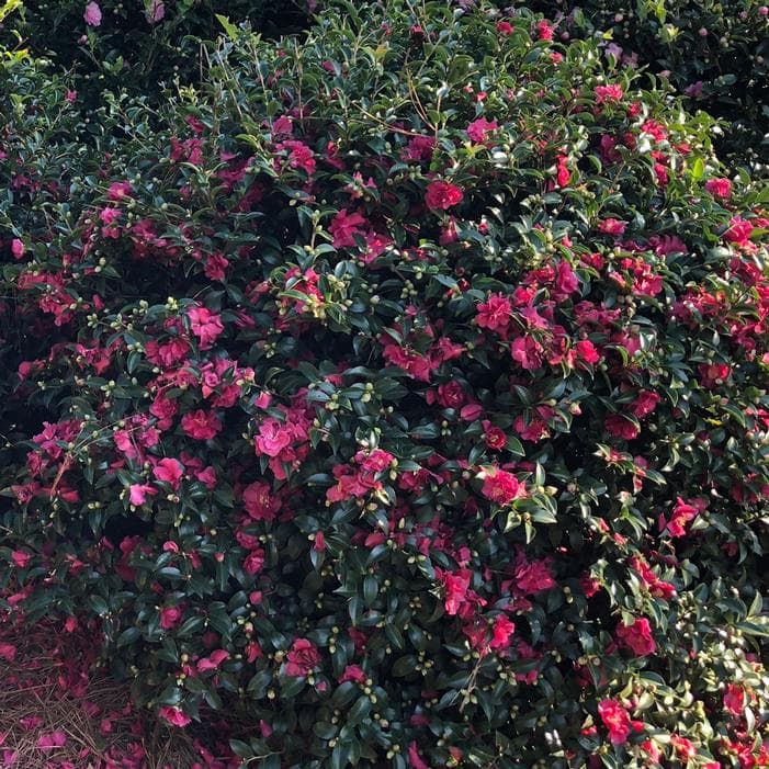 October Magic Ruby Camellia