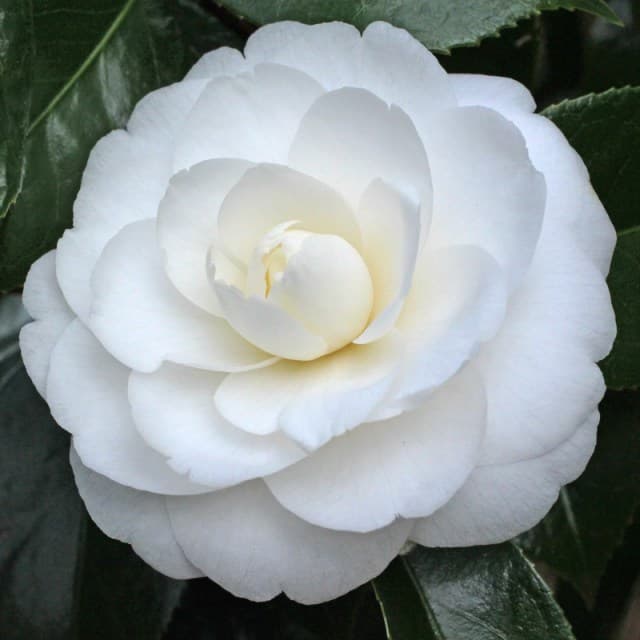 Camellia japonica 'Joshua E. Youtz'
