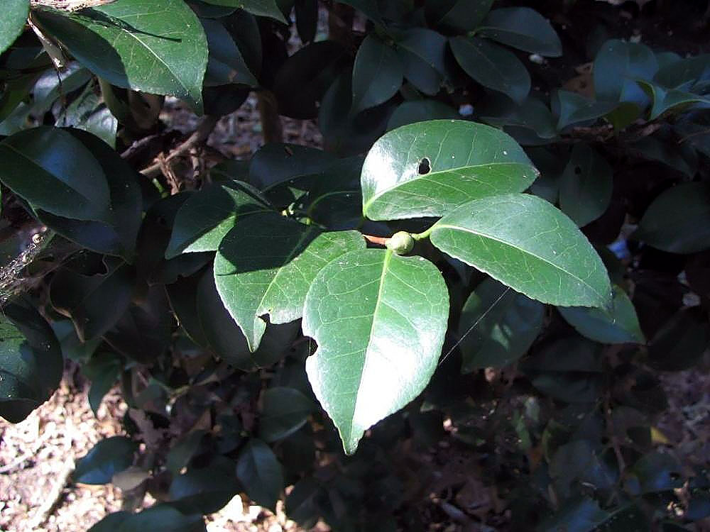 Camellia japonica