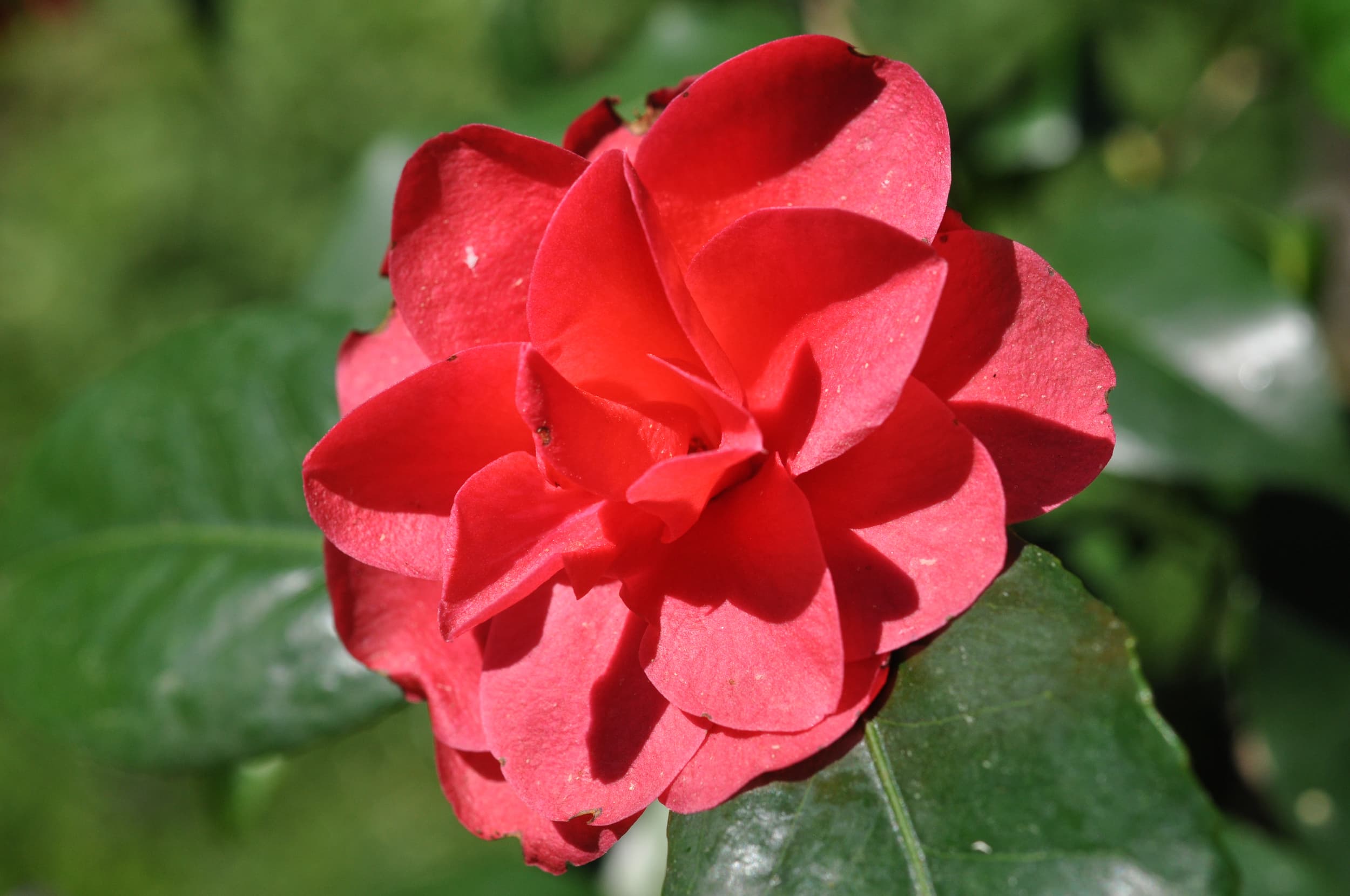 Camellia 'Mary Williams'