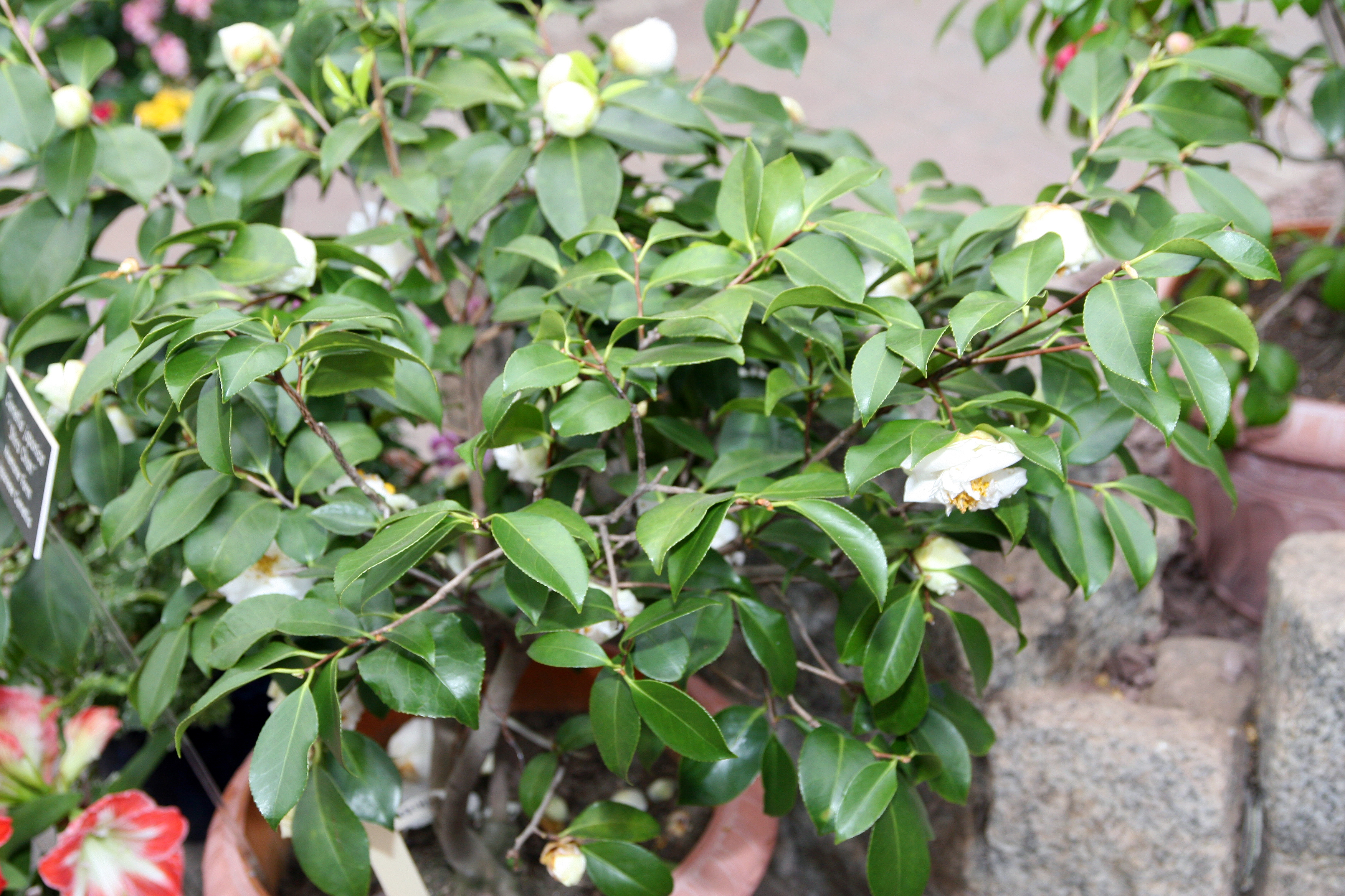 Camellia japonica 'Shiro Chan'