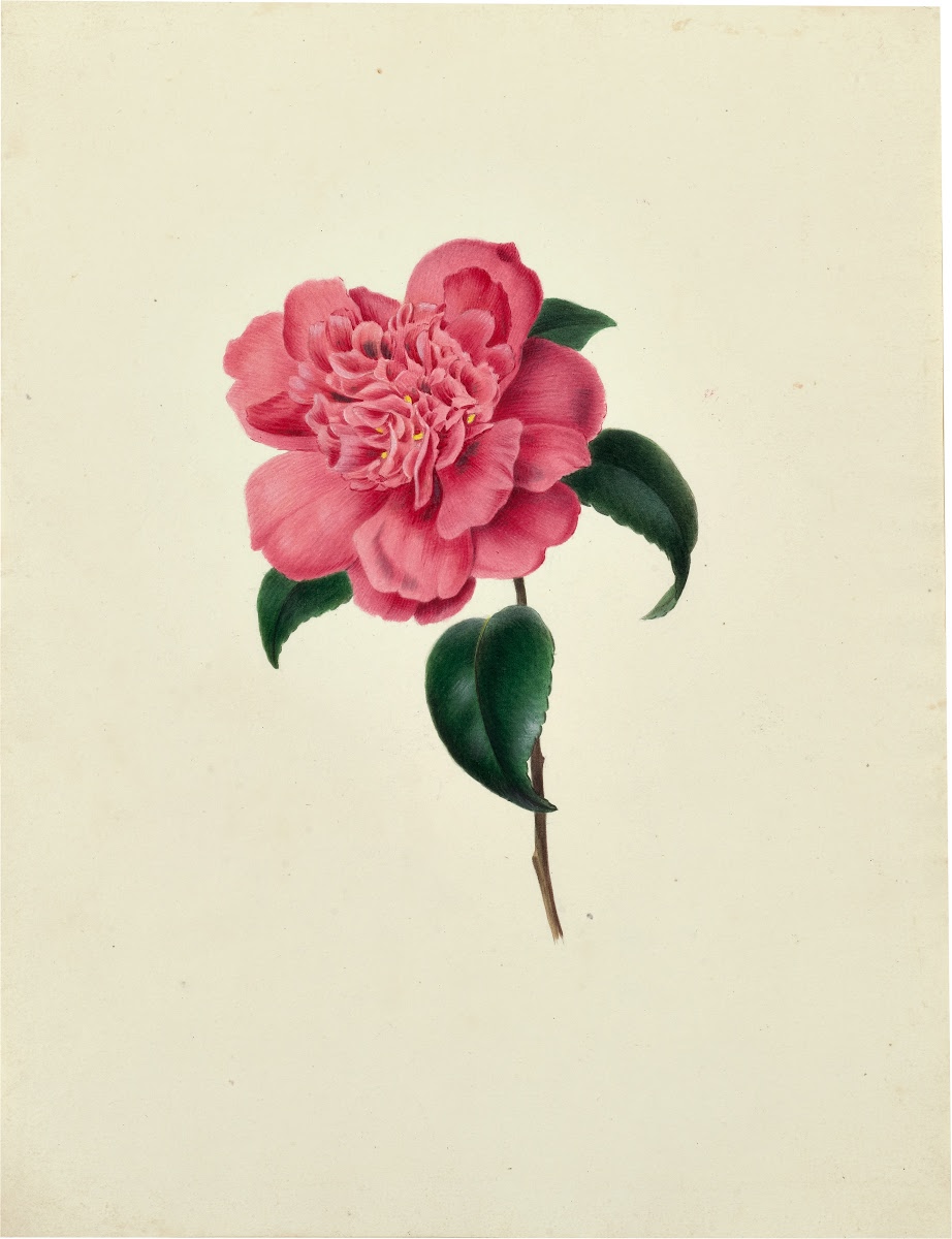 Camellia (Lise Cloquet)