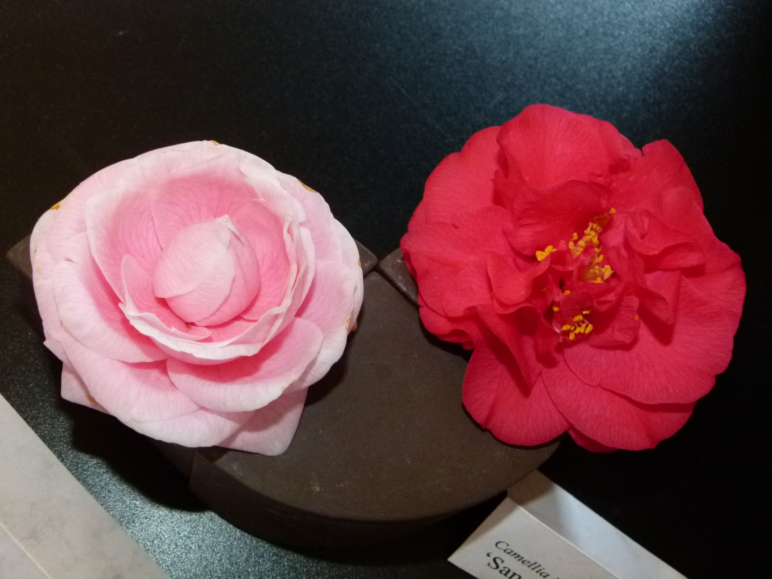 Camellia japonica 'San Dimas'