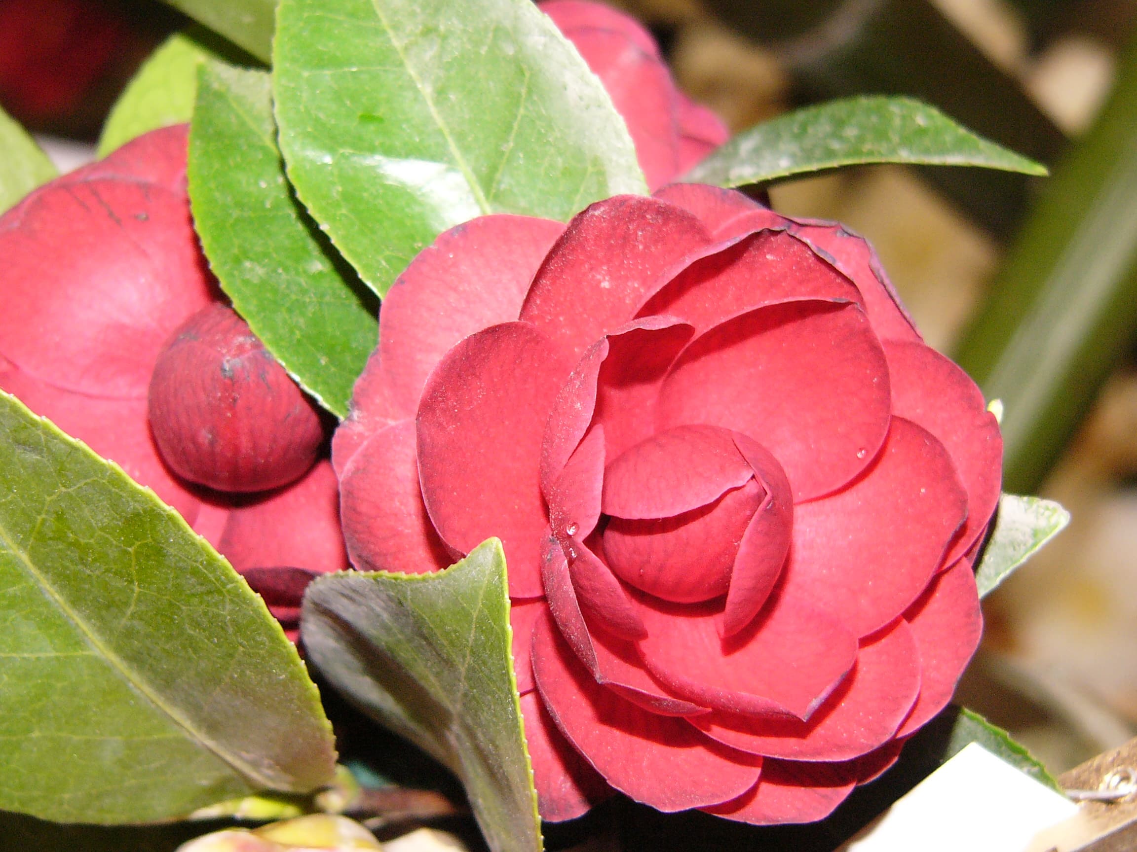 Camellia japonica 'Black Lace'