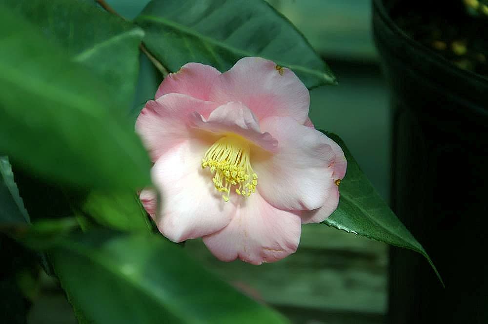 Camellia japonica 'Berenice Boddy'