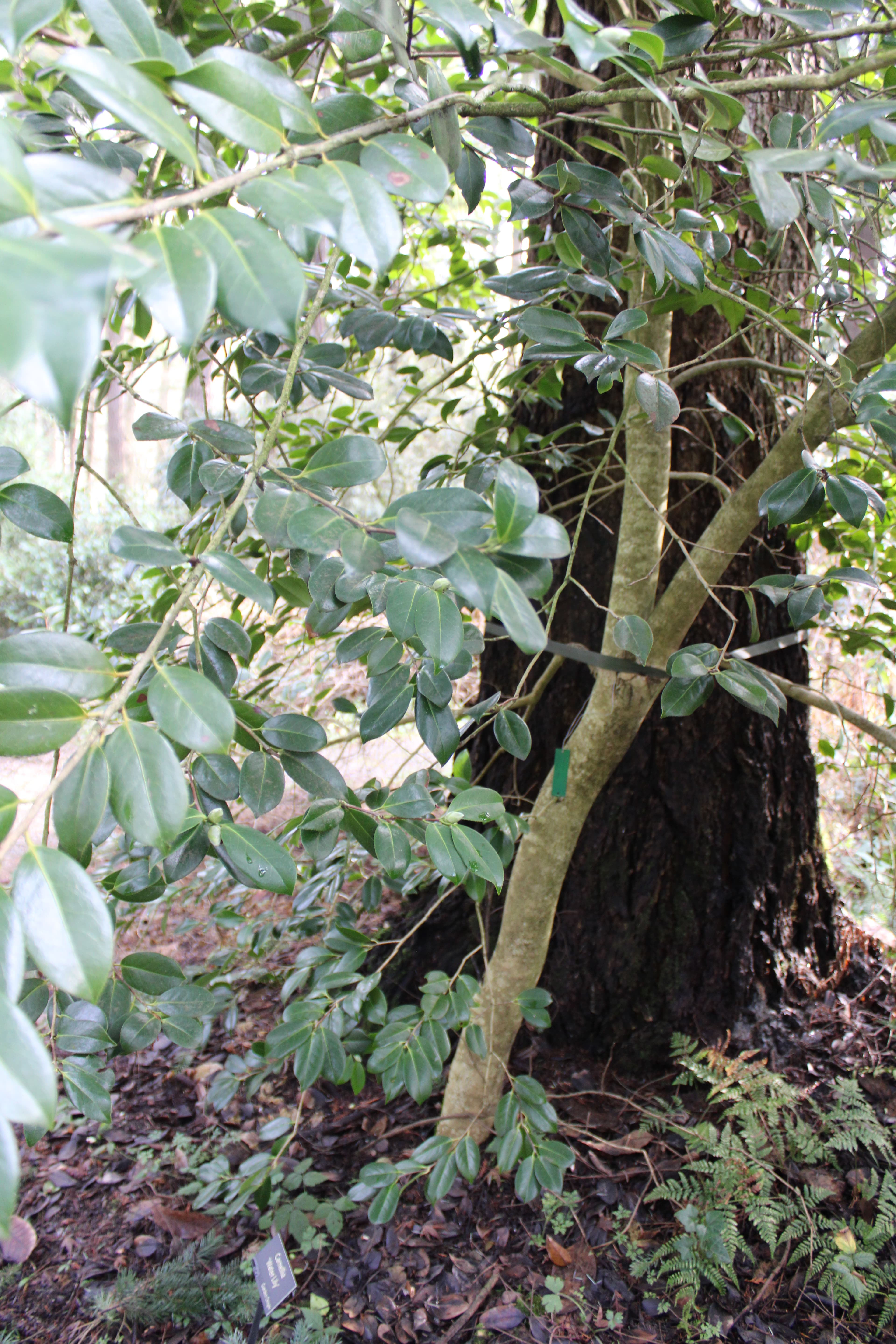 Camellia 'Water lily'