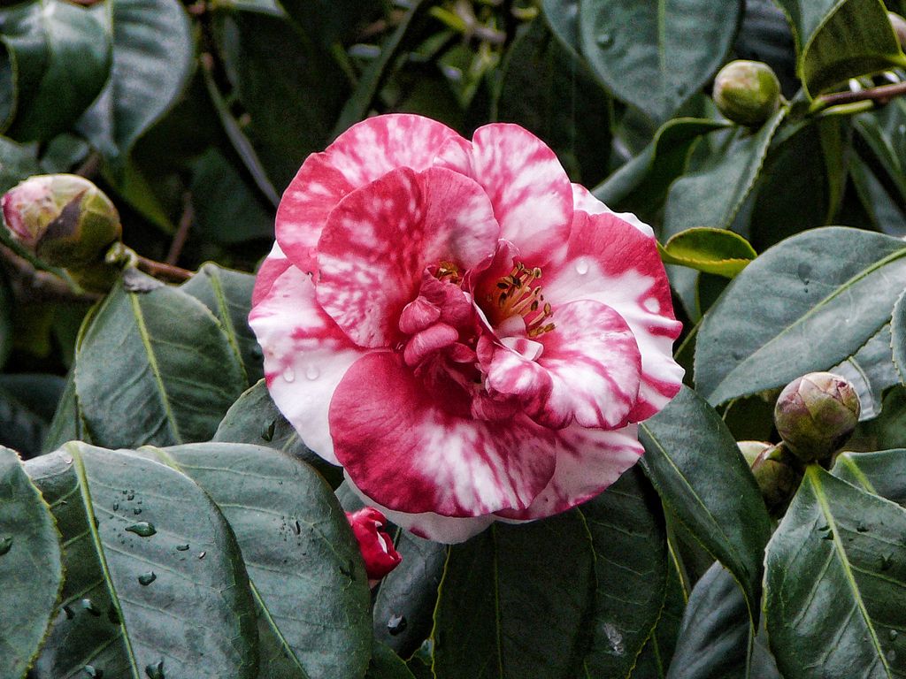 Camellia 'Governor Mouton'