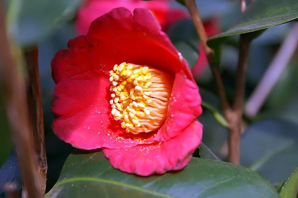 Camellia japonica 'Spring's Promise'