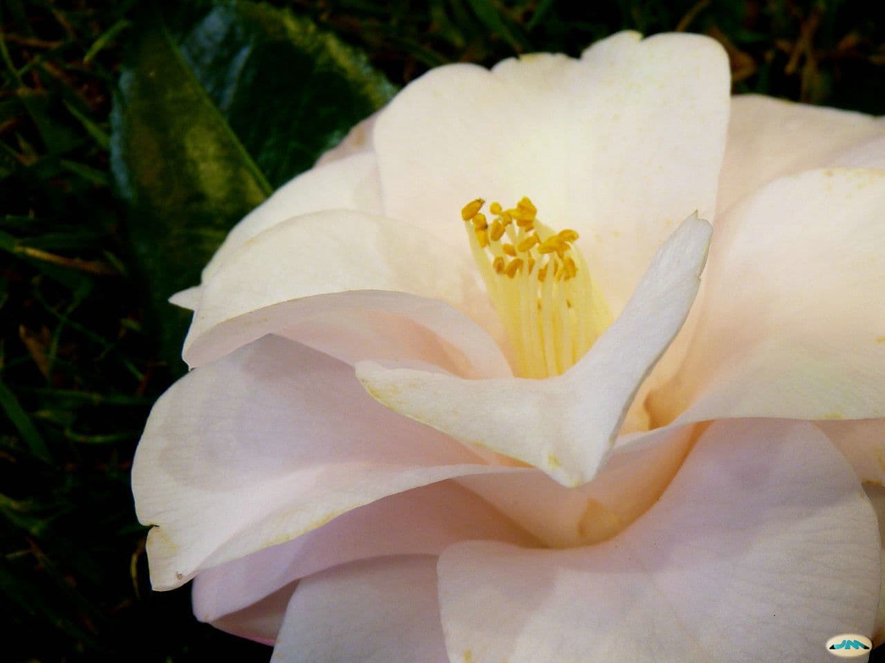 Camellia 'Magnoliaeflora'