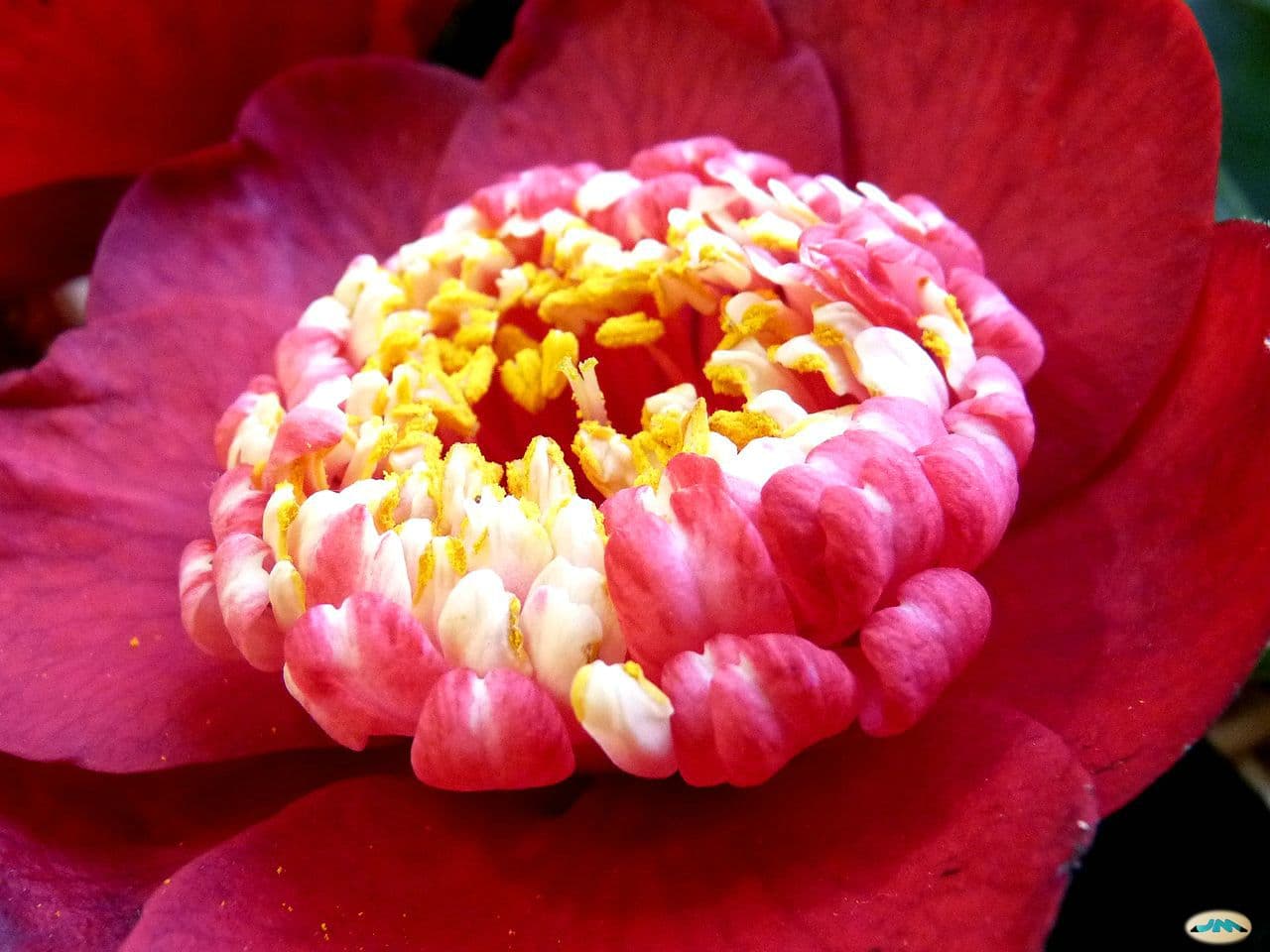 Camellia 'Bokuhan'