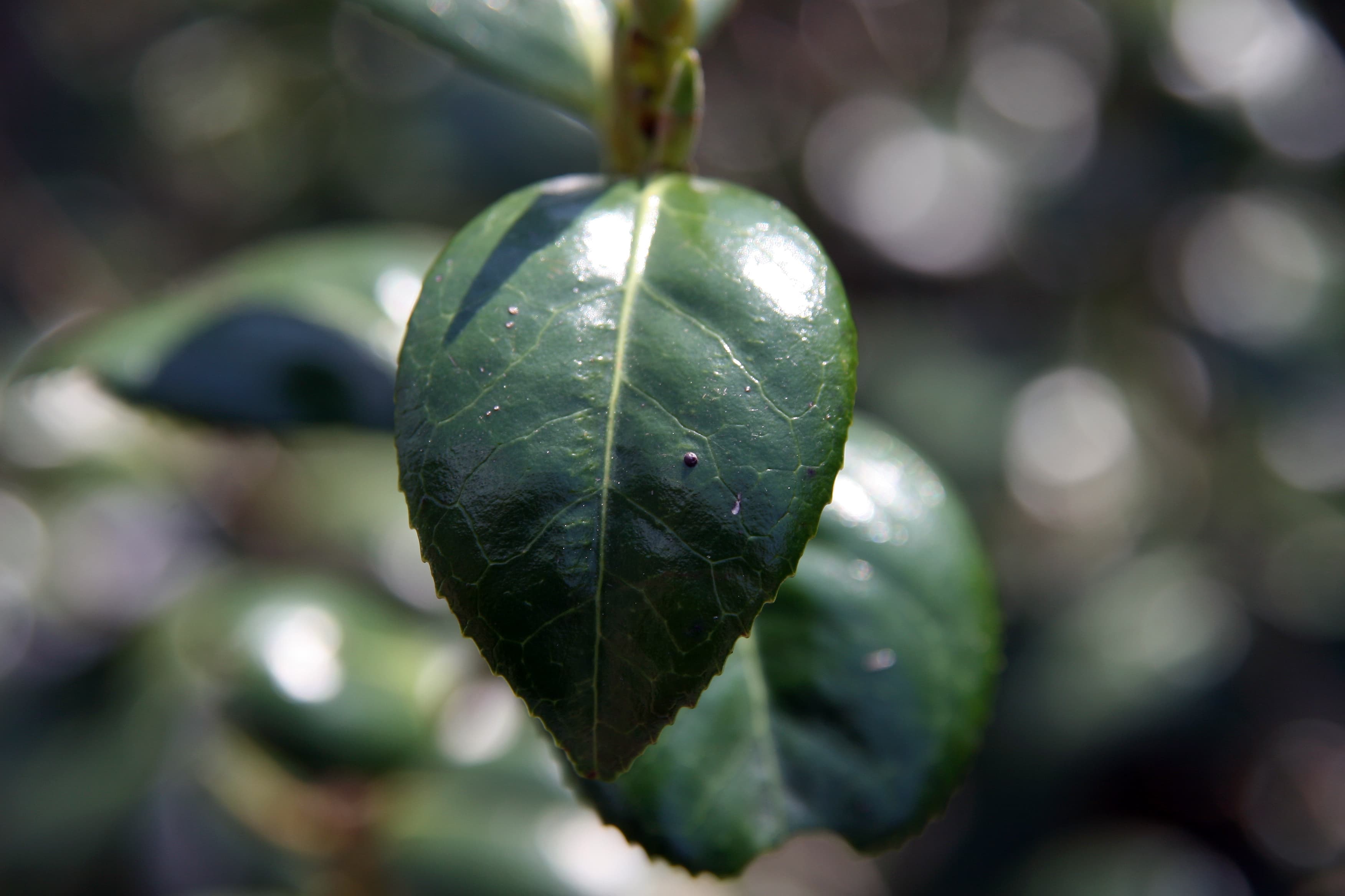 Camellia japonica 'April Dawn'