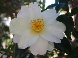 camellia-japonica-11