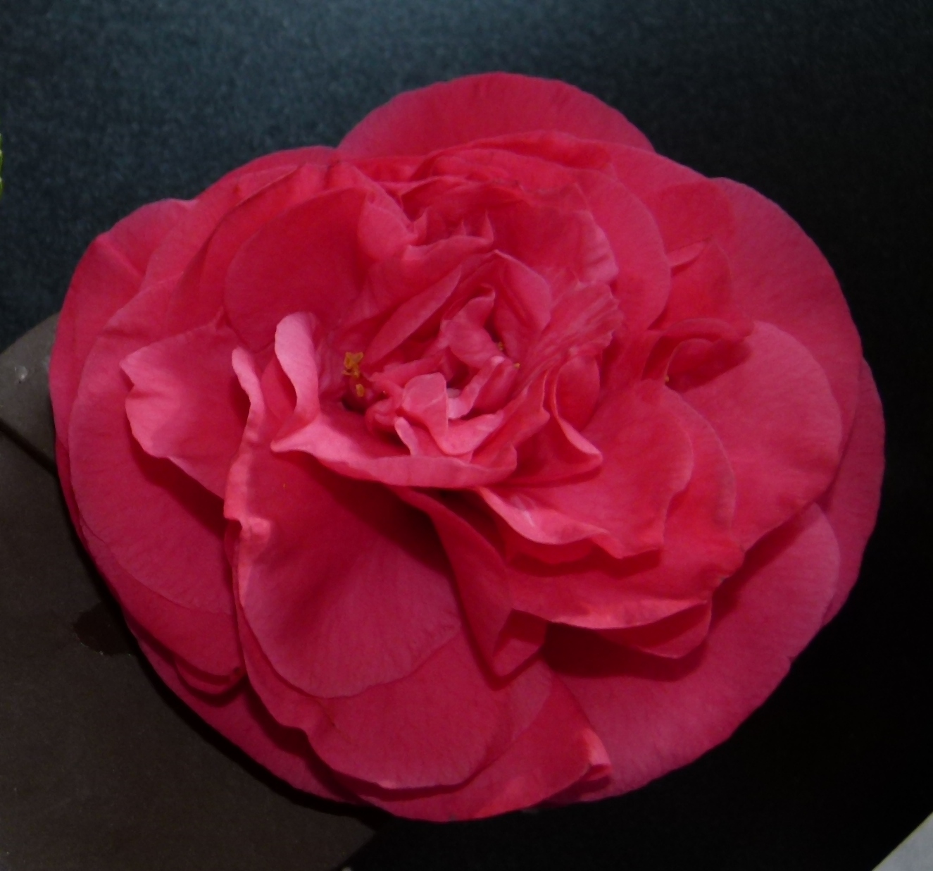 Camellia 'Frank Houser'