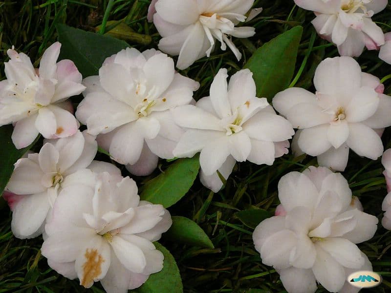 Camellia 'Magnoliaeflora'