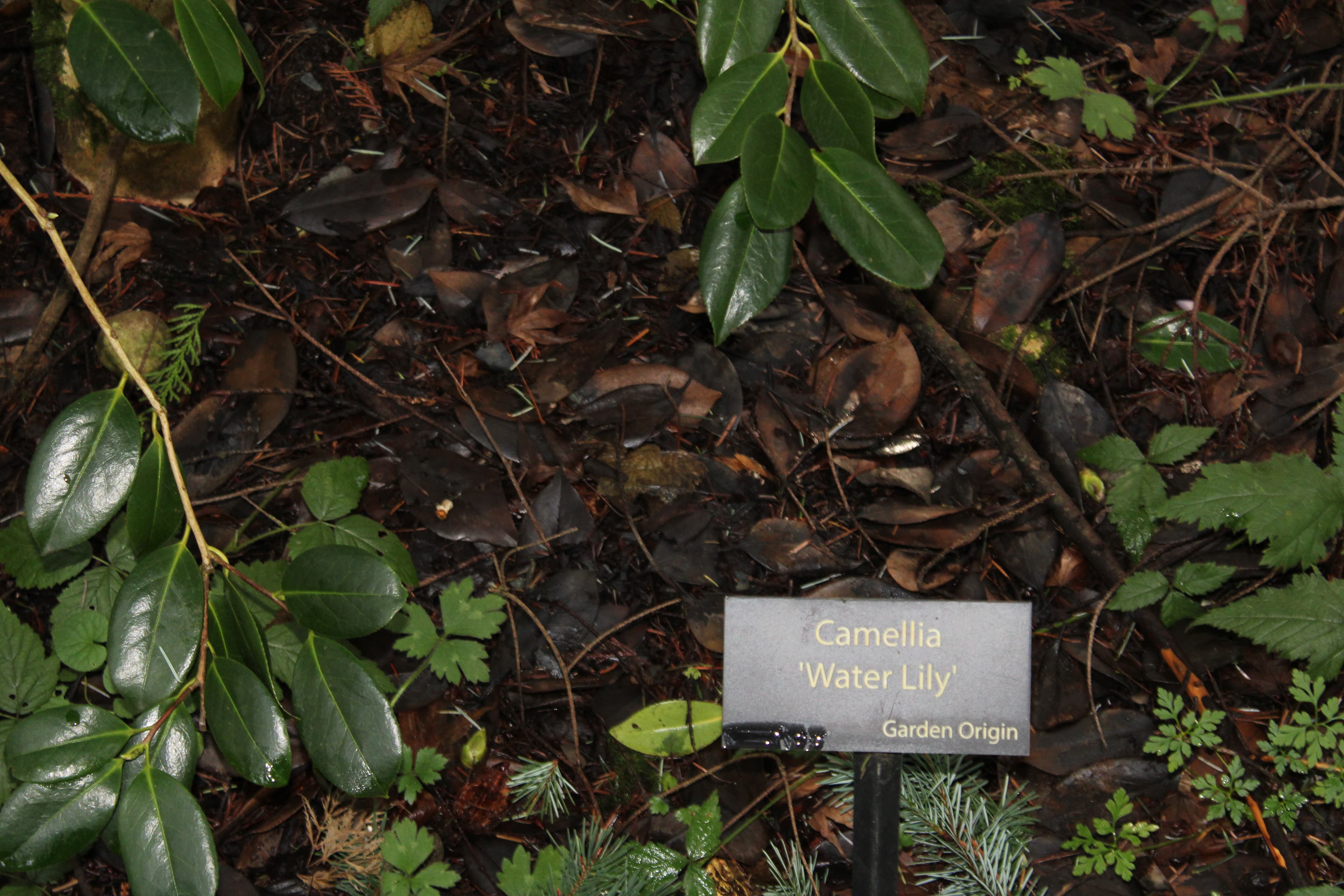 Camellia japonica 'Water Lily'
