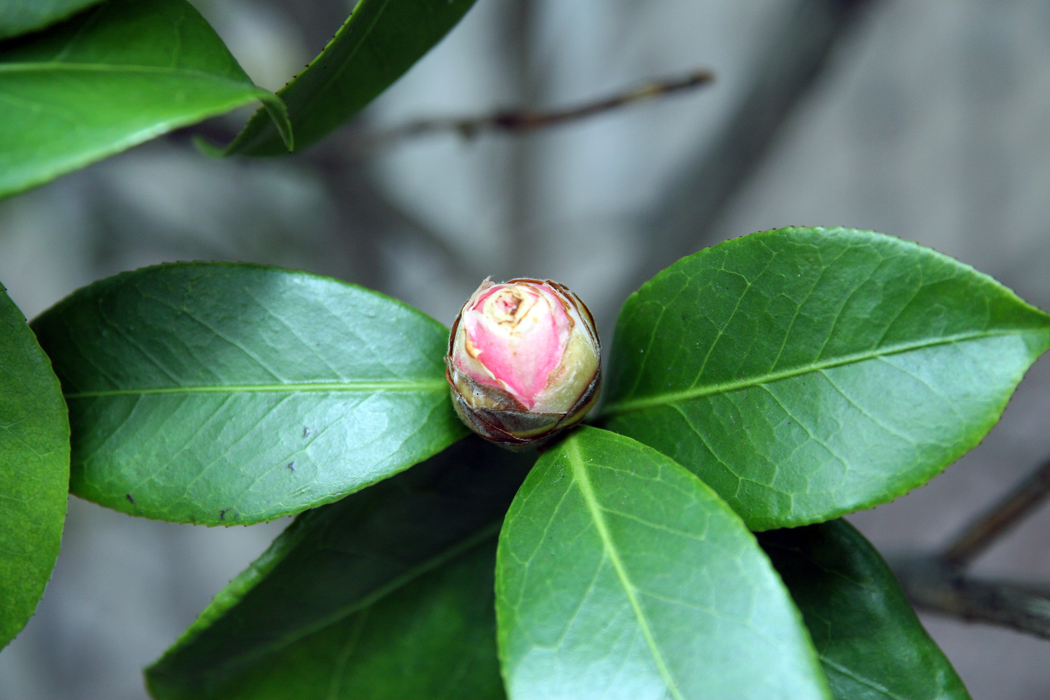 Camellia japonica 'Nuccio's Cameo'