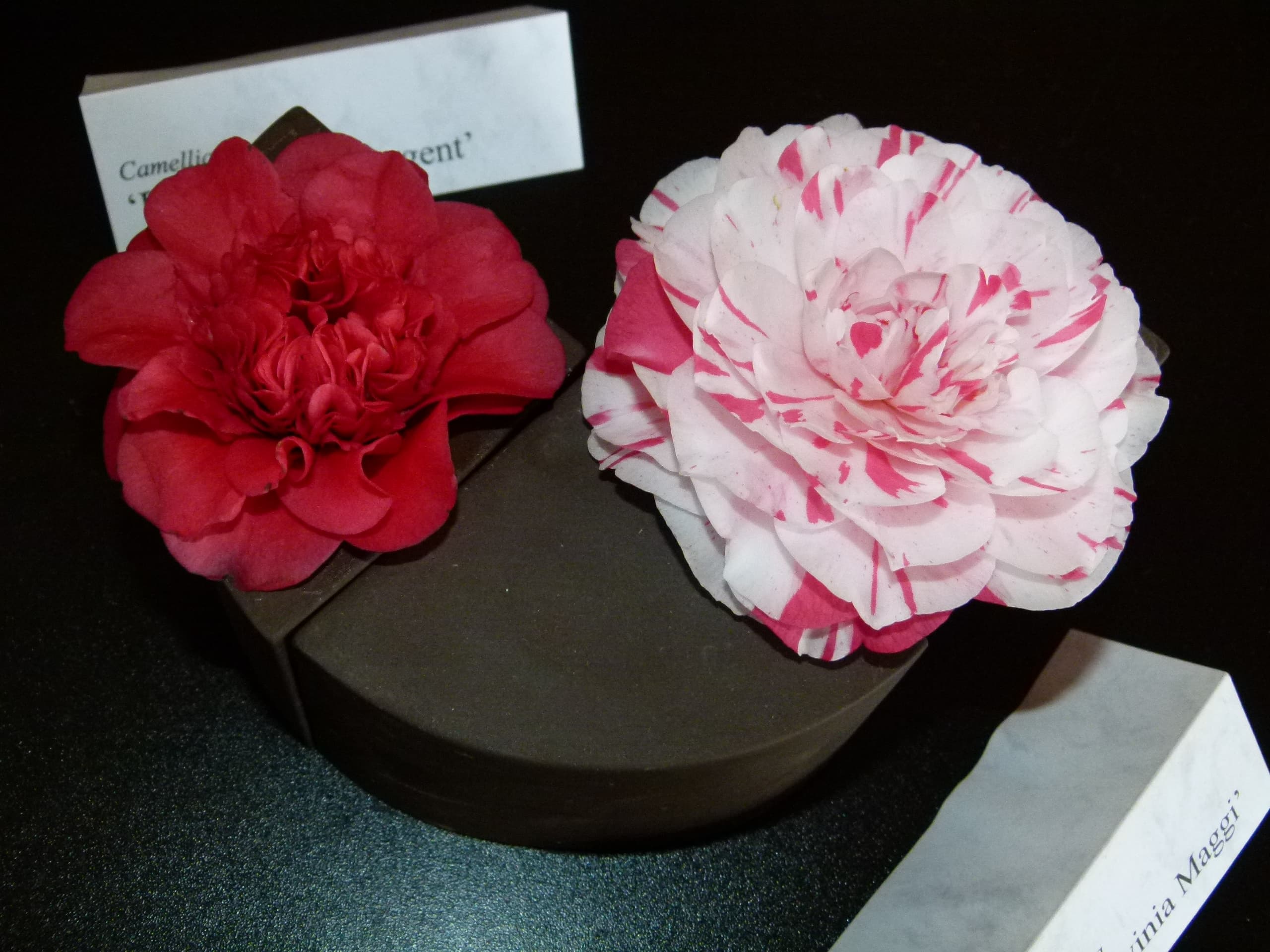 Camellia japonica 'Professor Sargent'