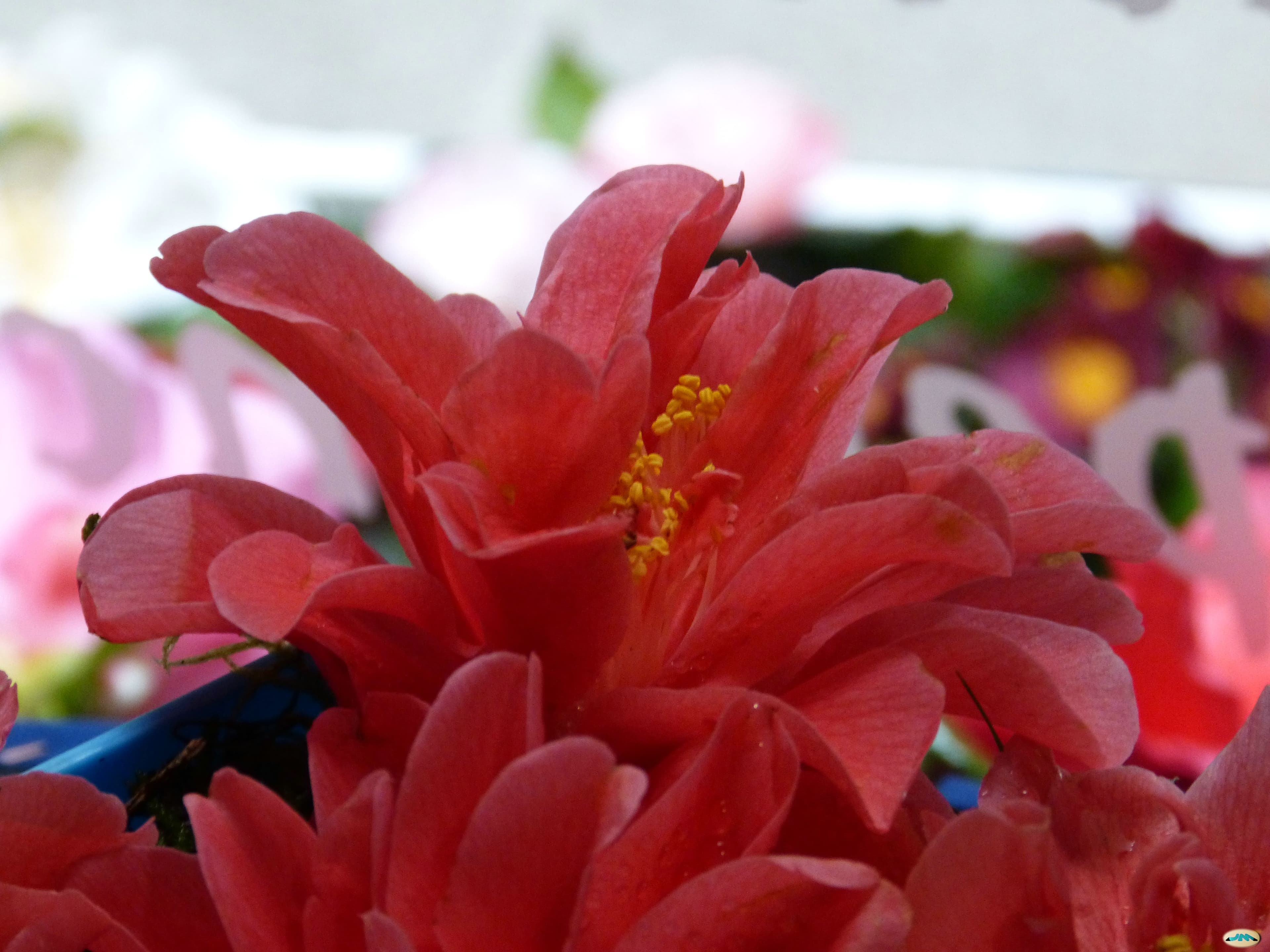 Camellia 'Freedom Bell'