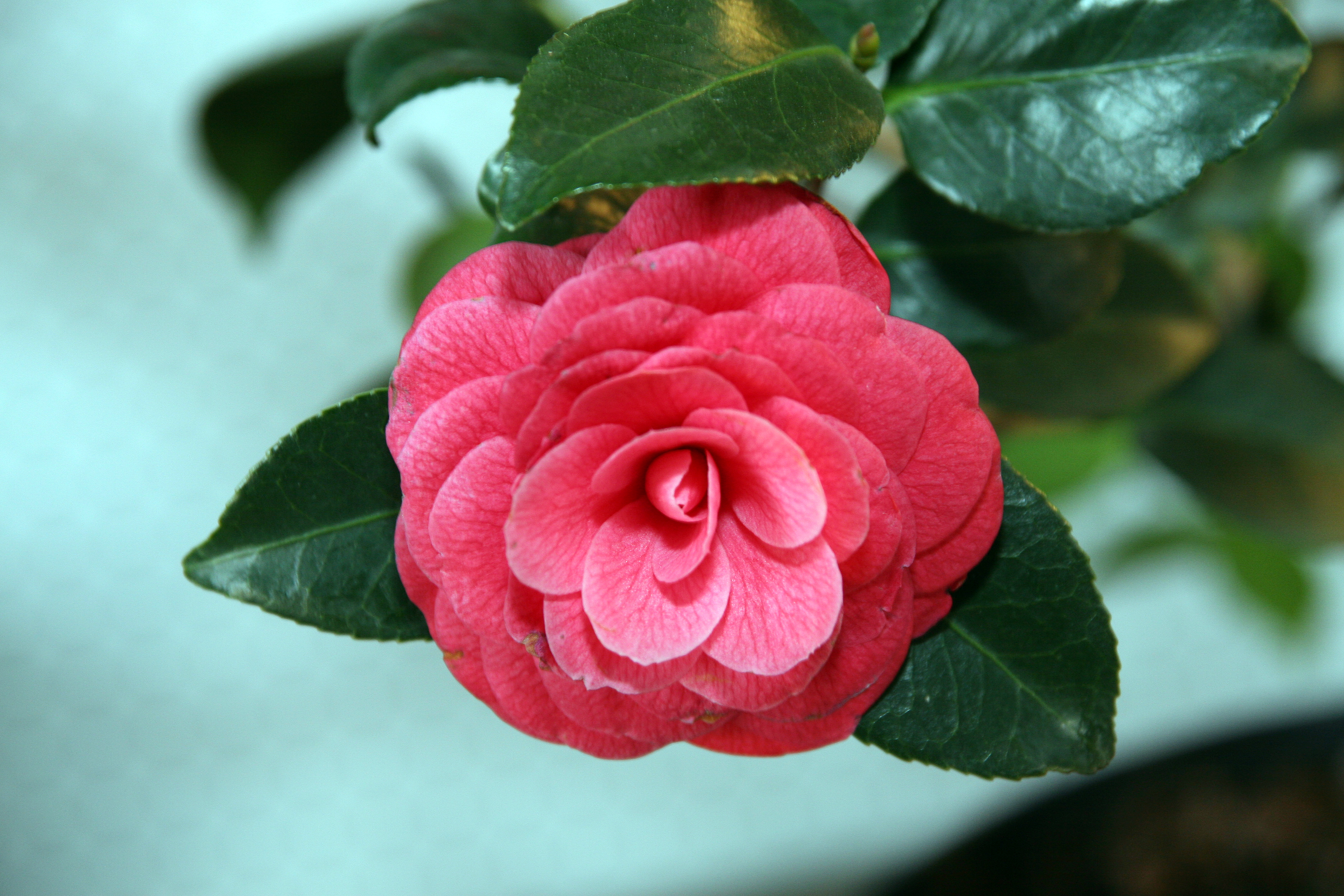 Camellia japonica 'April Kiss'