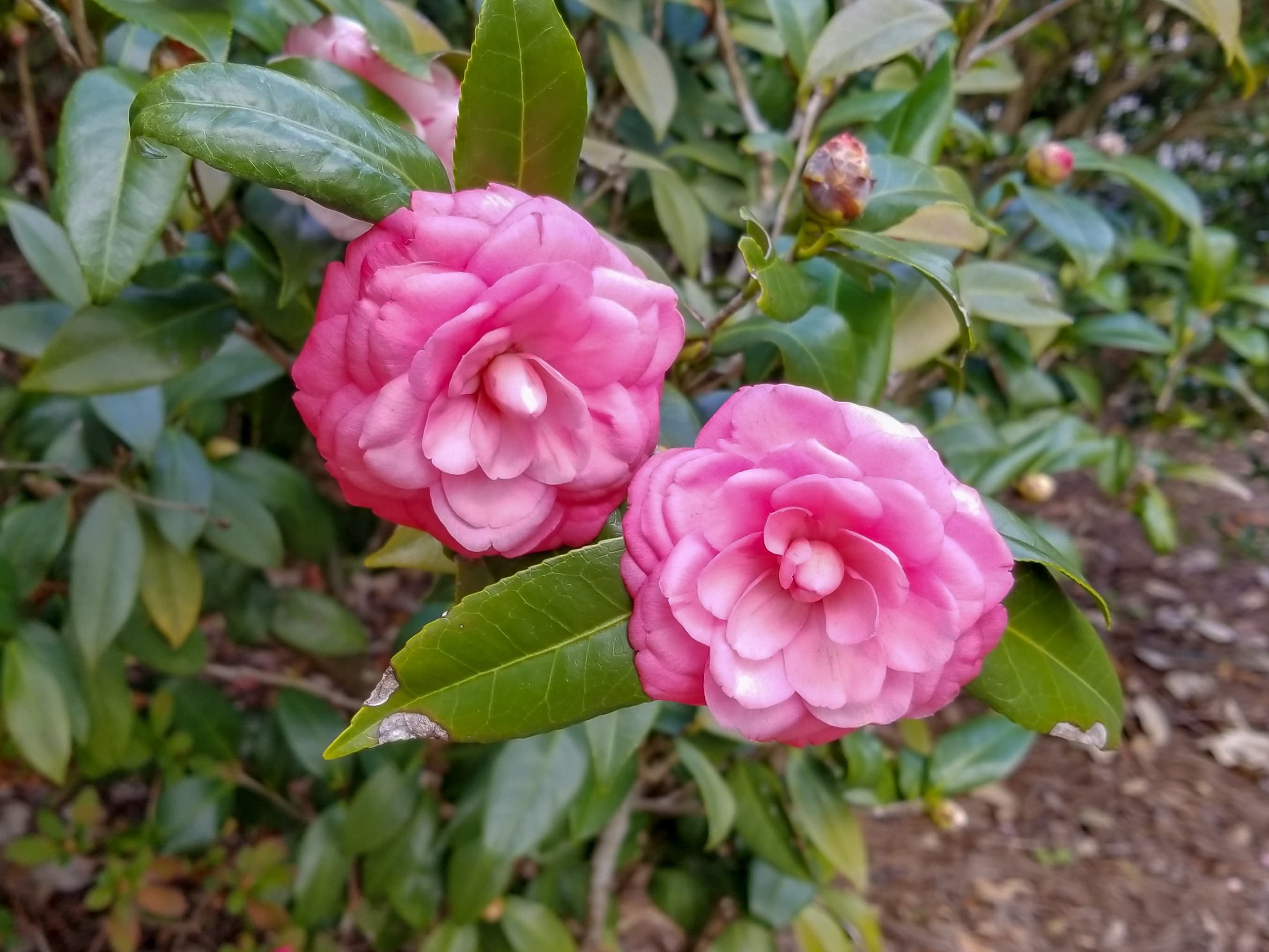 camellia-japonica-21